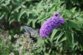Buddleia Davidii